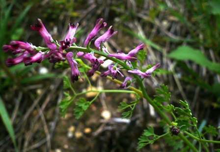 Annexe fumeterre 006.JPG