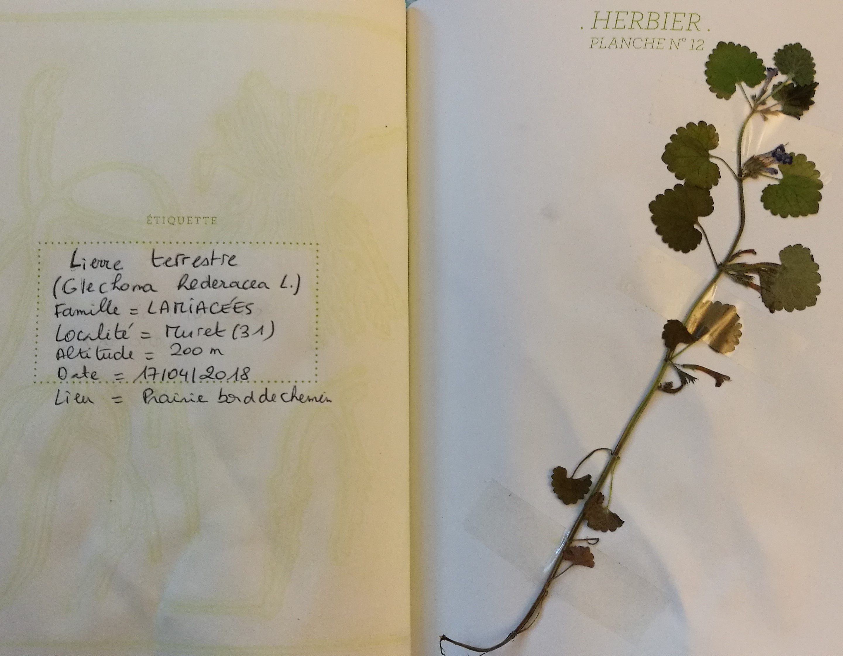 Annexe Lierre terrestre.jpg