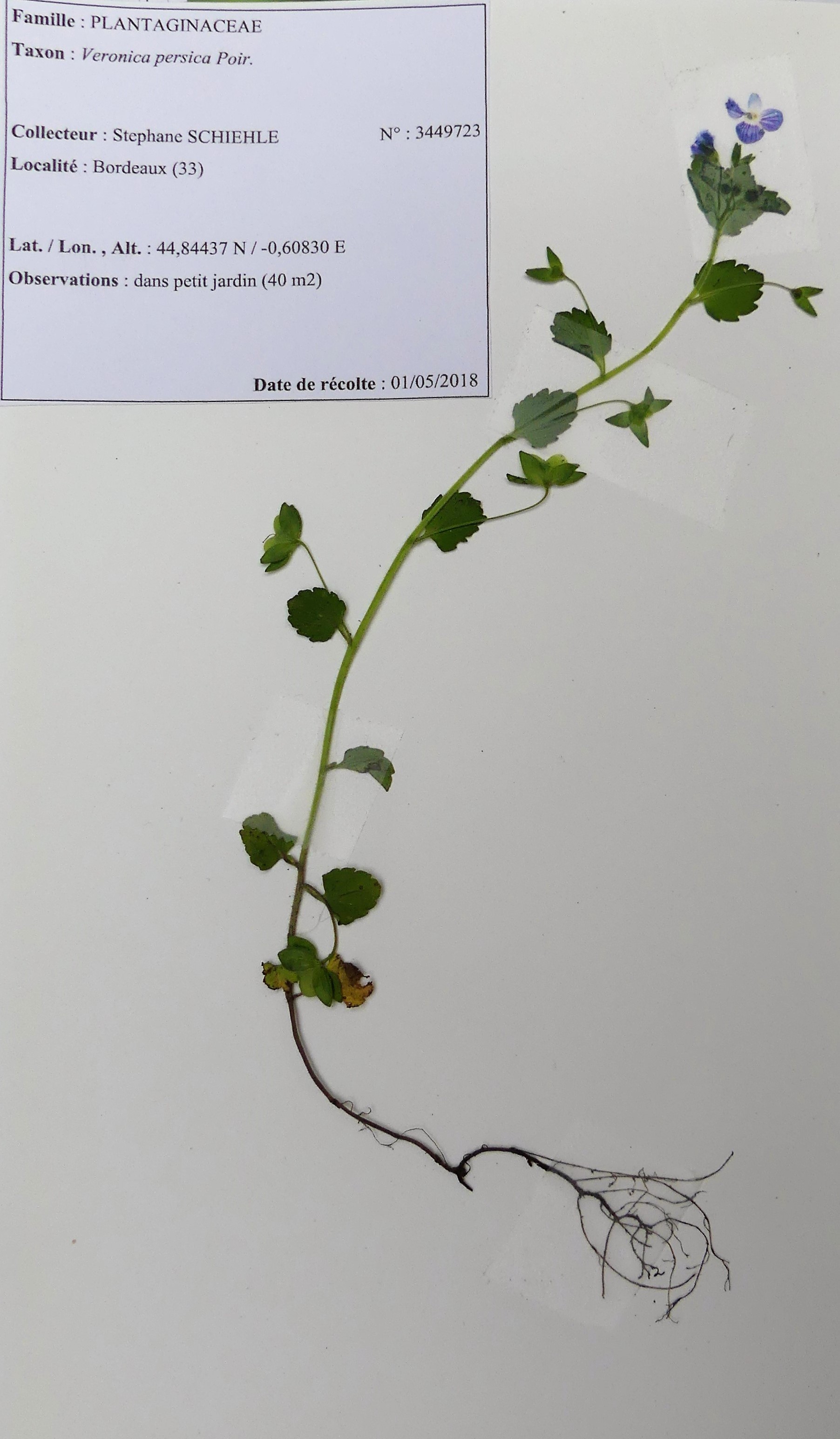 Annexe Veronica_persica.JPG