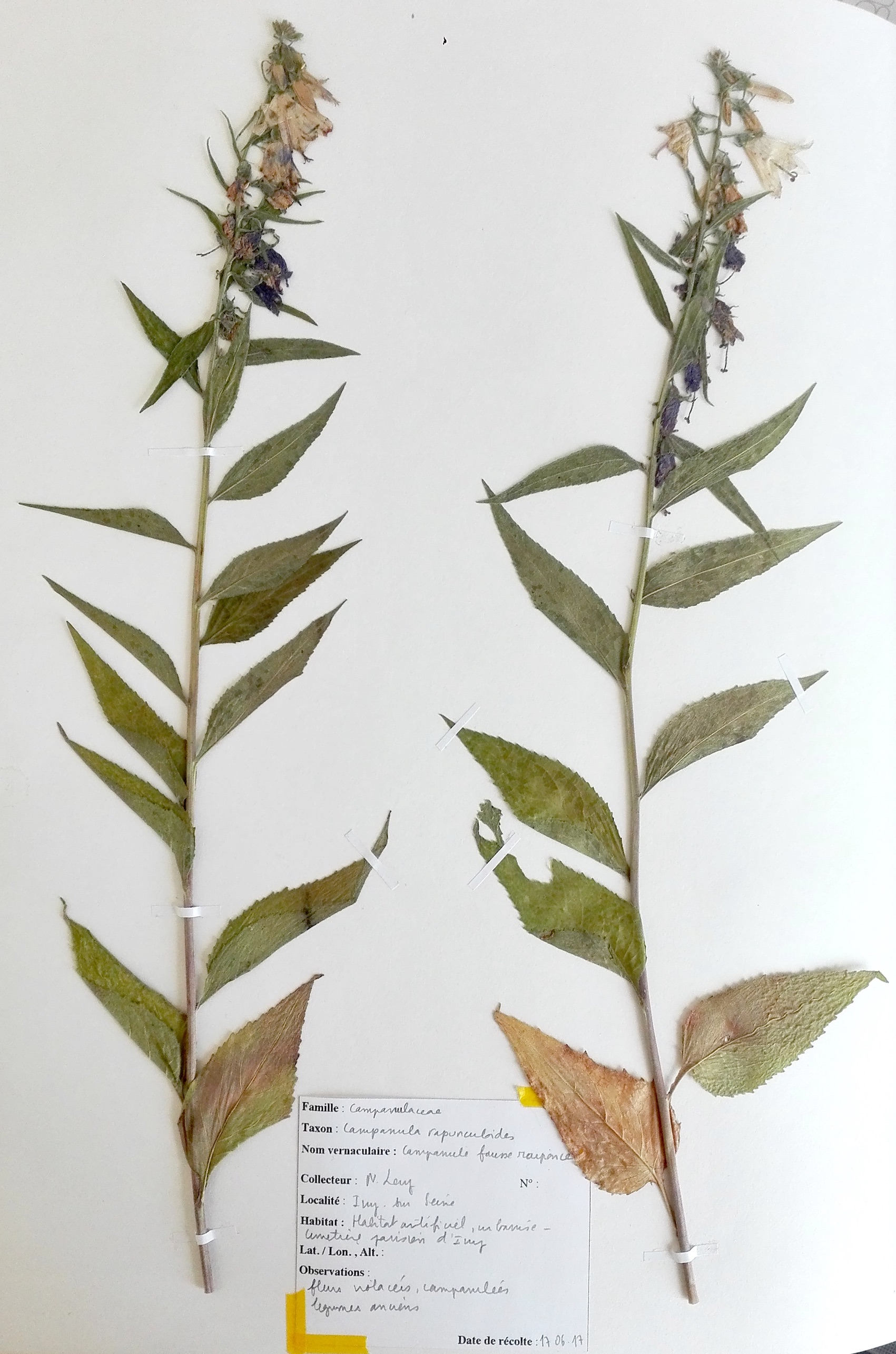 Annexe Campanule fausse raiponce.jpg