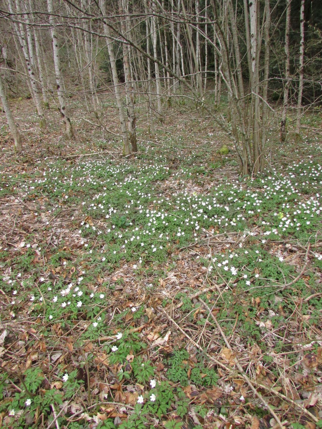 Annexe 1-Vue générale.jpg