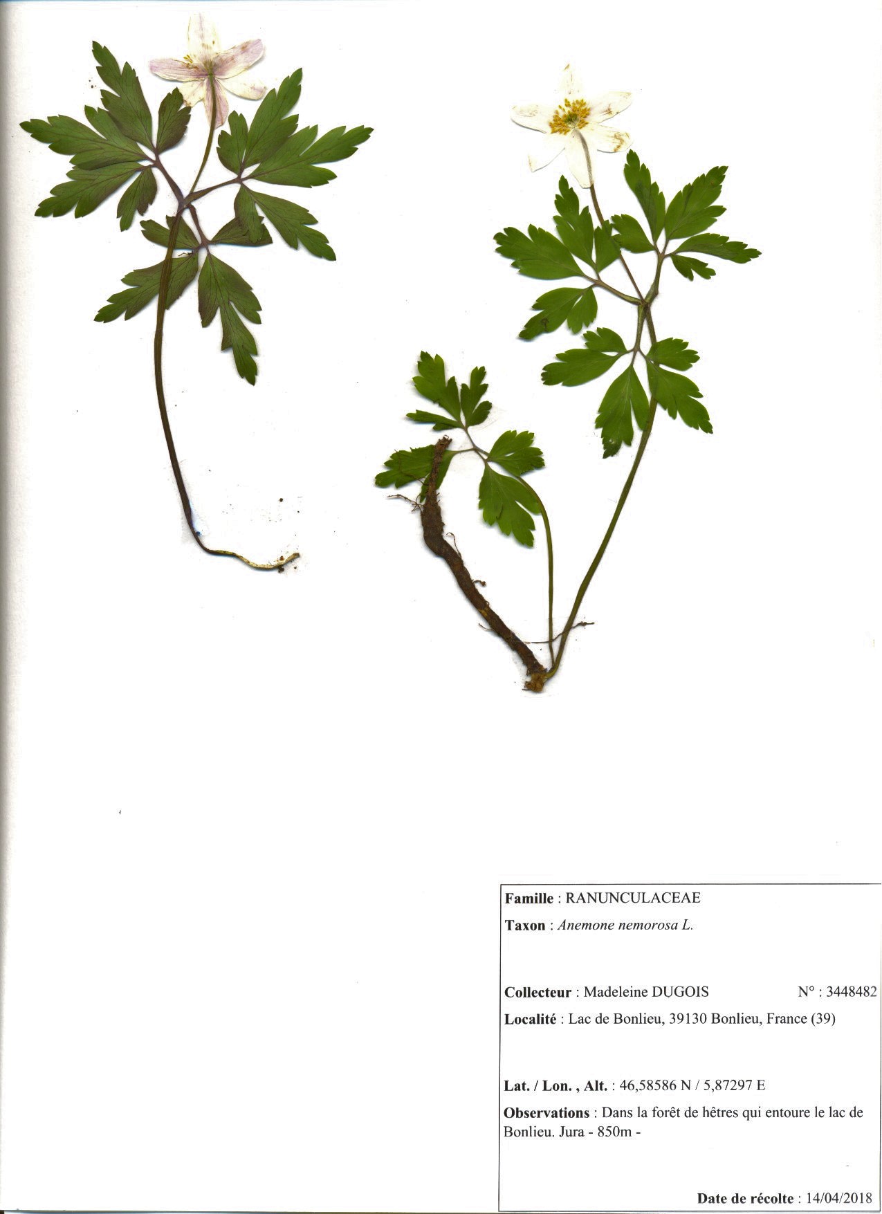 Annexe Anémone des bois.jpg