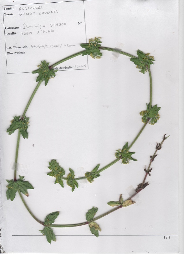 Annexe galium cruciata 001.jpg