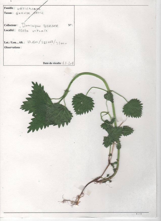 Annexe grande ortie 001.jpg