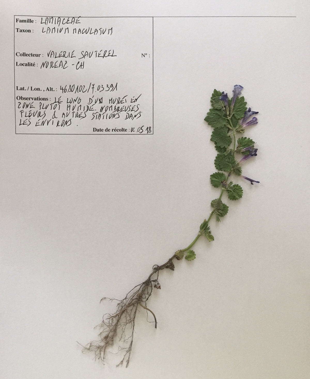 Annexe Lamium_Maculatum.JPG