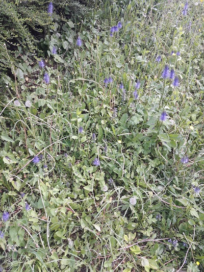 Annexe Raiponces dans son environnement.jpg