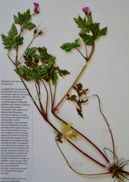 Annexe Geranium robertianum.jpeg
