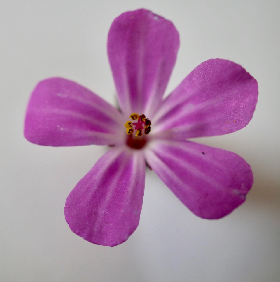 Annexe Gr fleur.jpeg