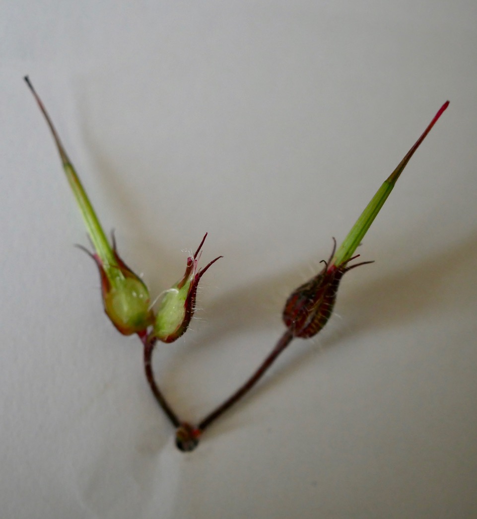 Annexe Gr fruits.jpeg