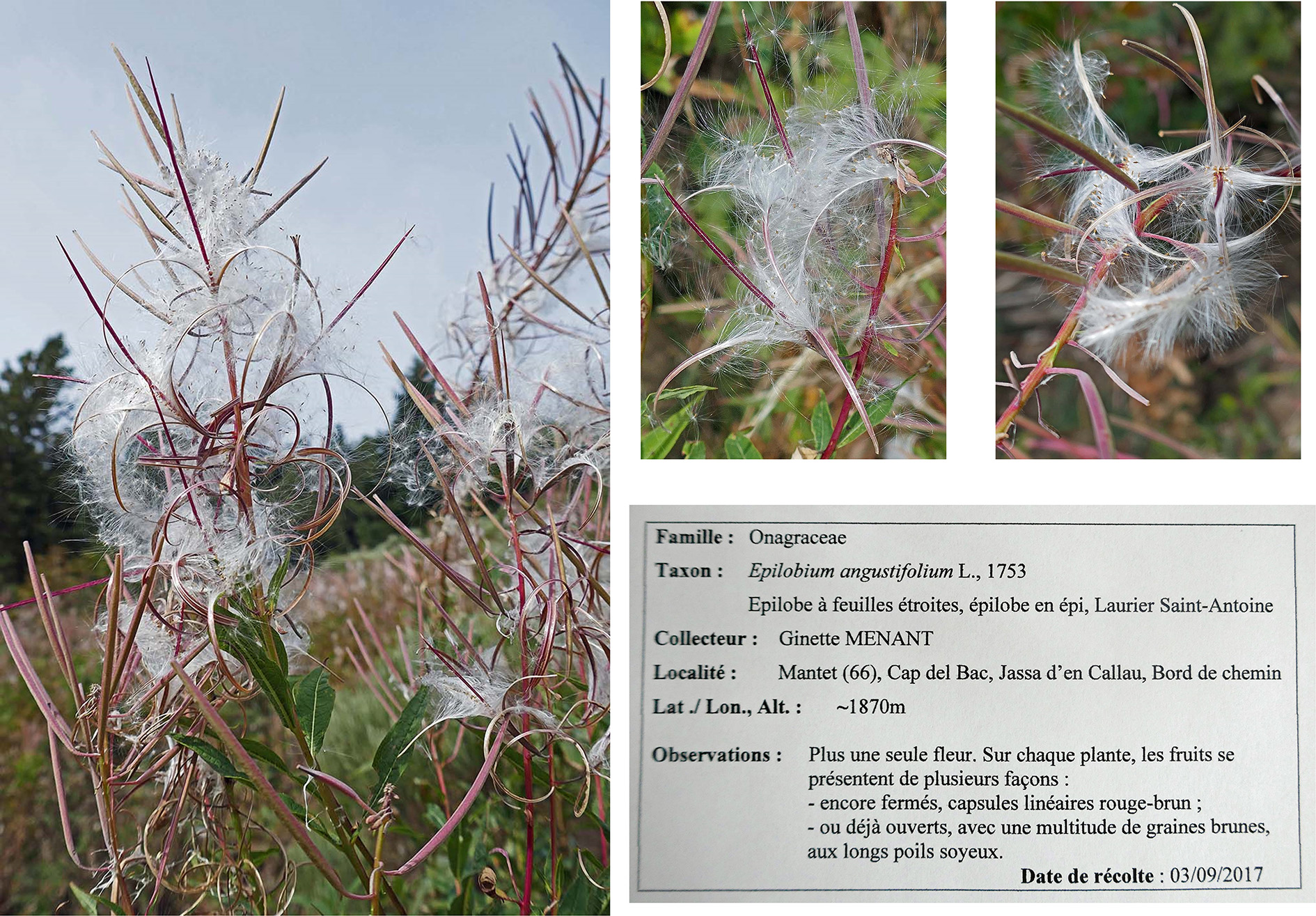 Annexe Planche fruits épilobe en épi_modifié-1.jpg