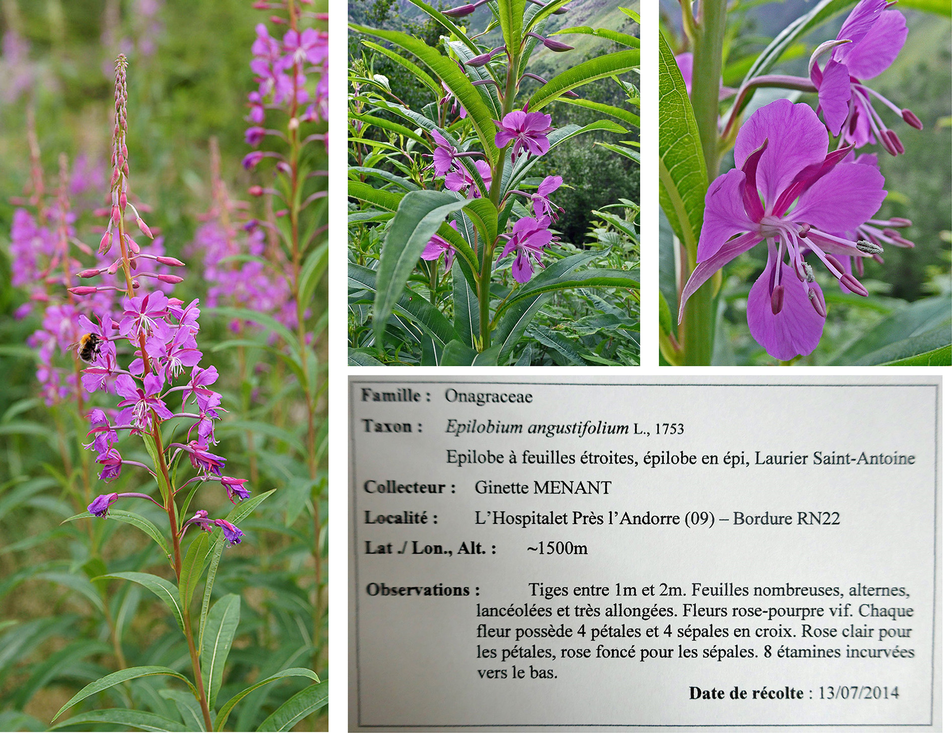 Annexe Planche fleurs épilobe en épi_modifié-1.jpg