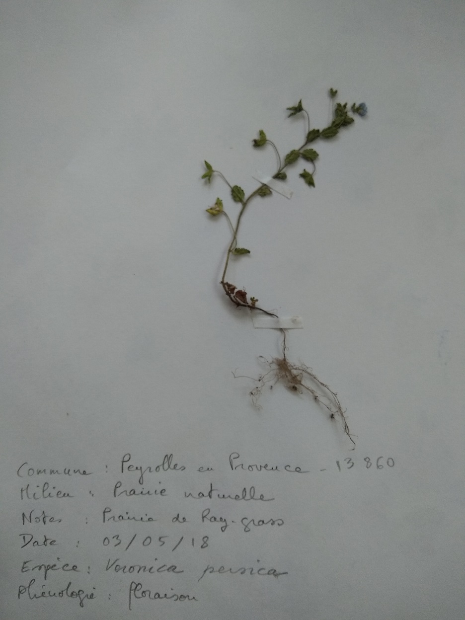 Annexe VERONIQUE.jpg