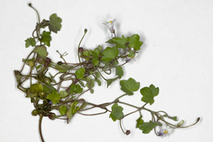 Annexe Linaire_cymbalaire_ensemble.jpg