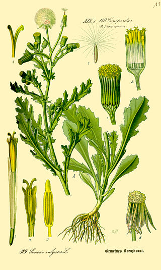 Annexe 320px-Illustration_Senecio_vulgaris0.jpg