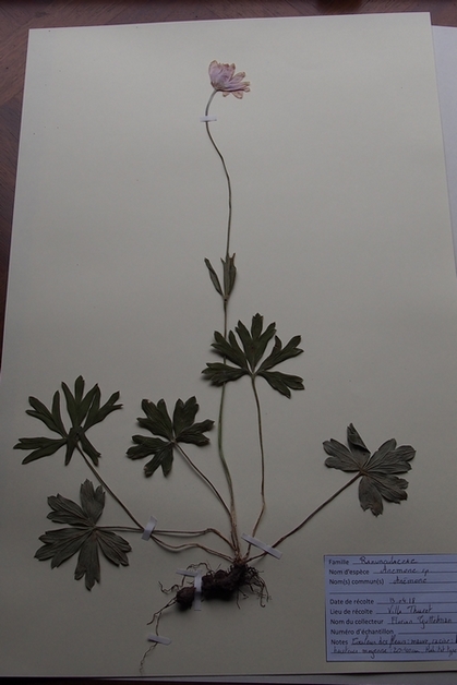 Annexe Anémone.JPG