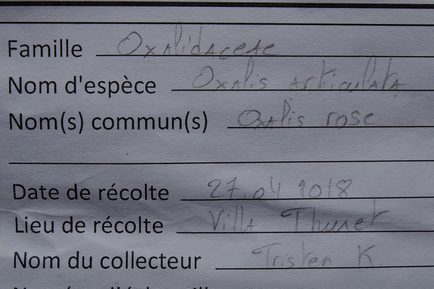 Annexe Fiche Oxalis articulata.JPG