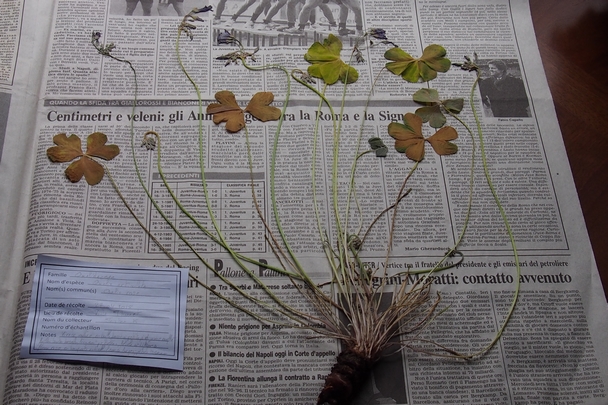 Annexe Herbier 27 avril 2018.JPG