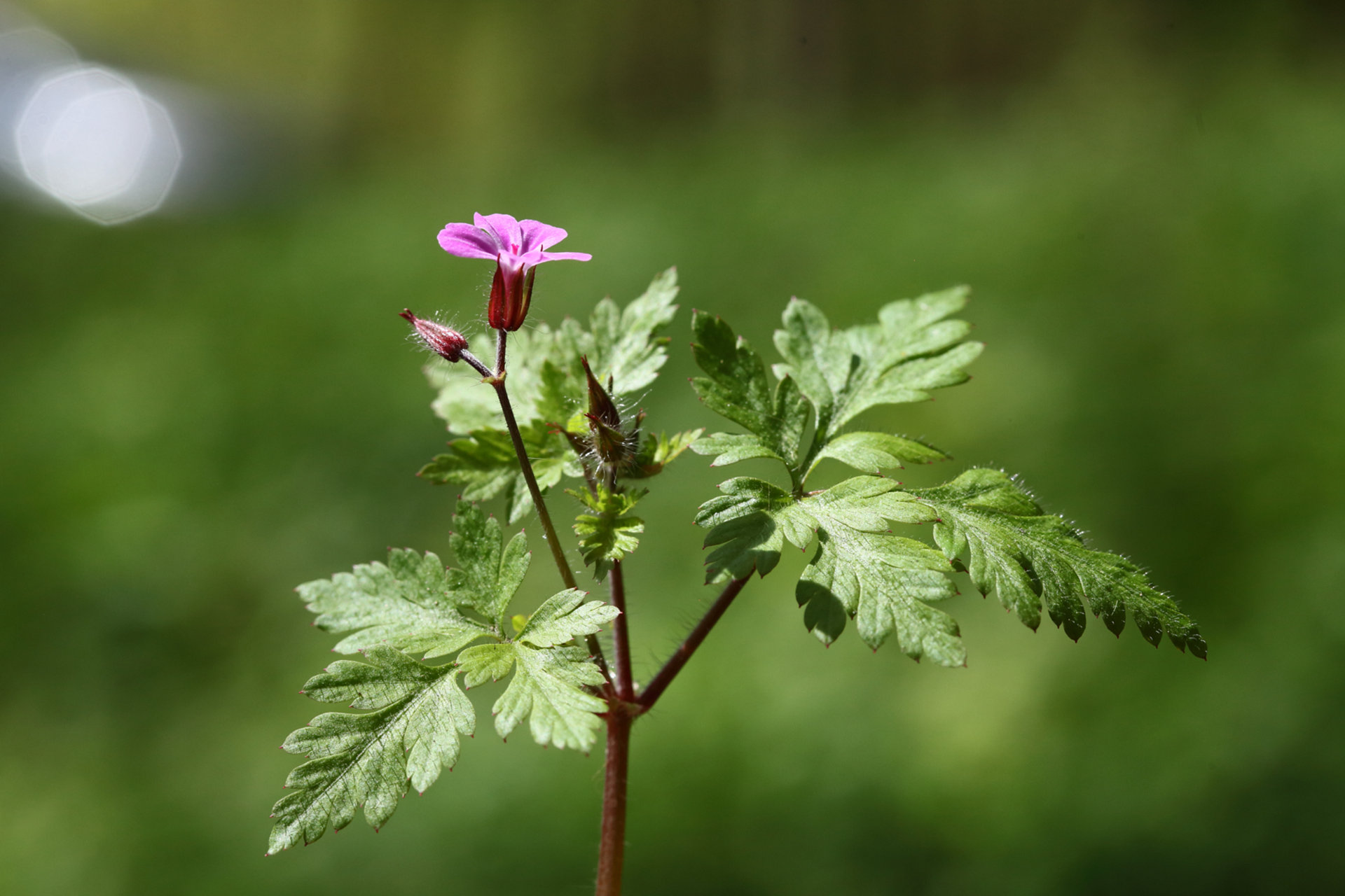 Annexe IMG_1114_dpp1-1.jpg