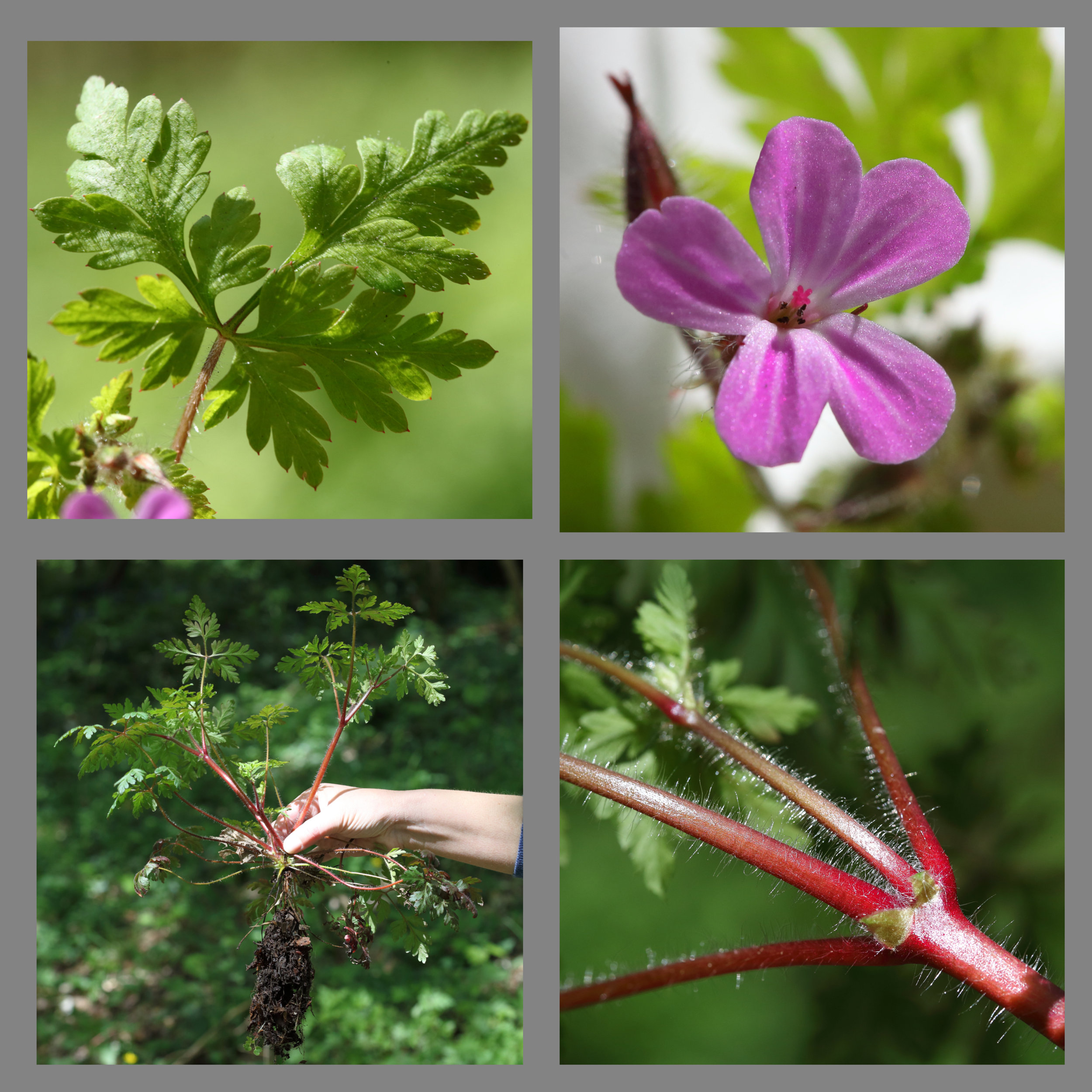 Annexe Planche contact-1.jpg