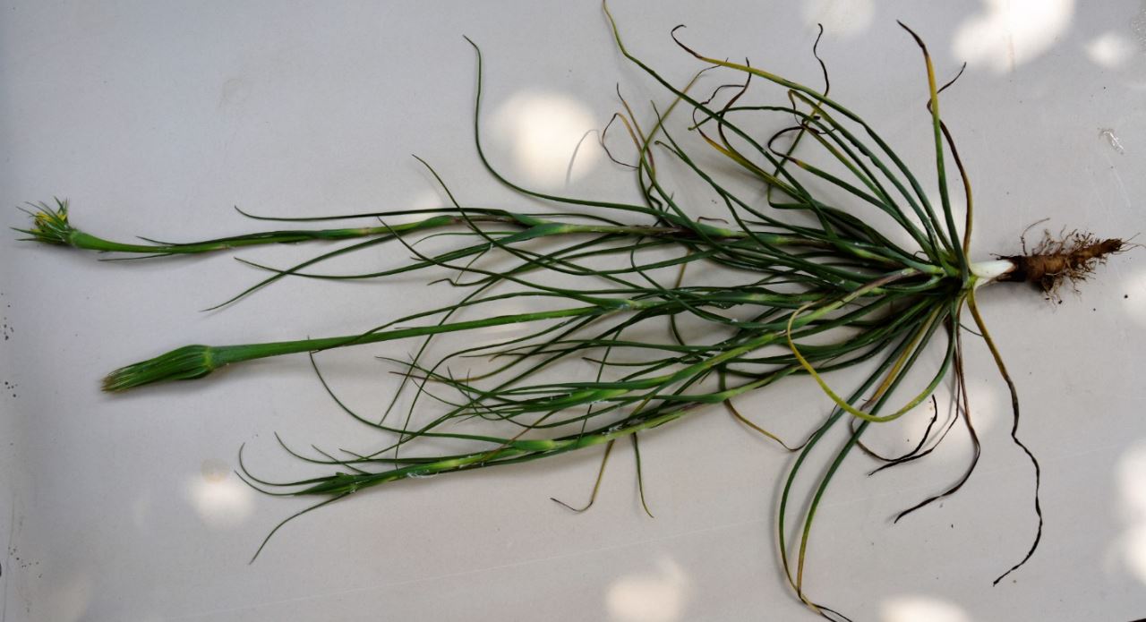 Annexe Tragopogon 1.JPG