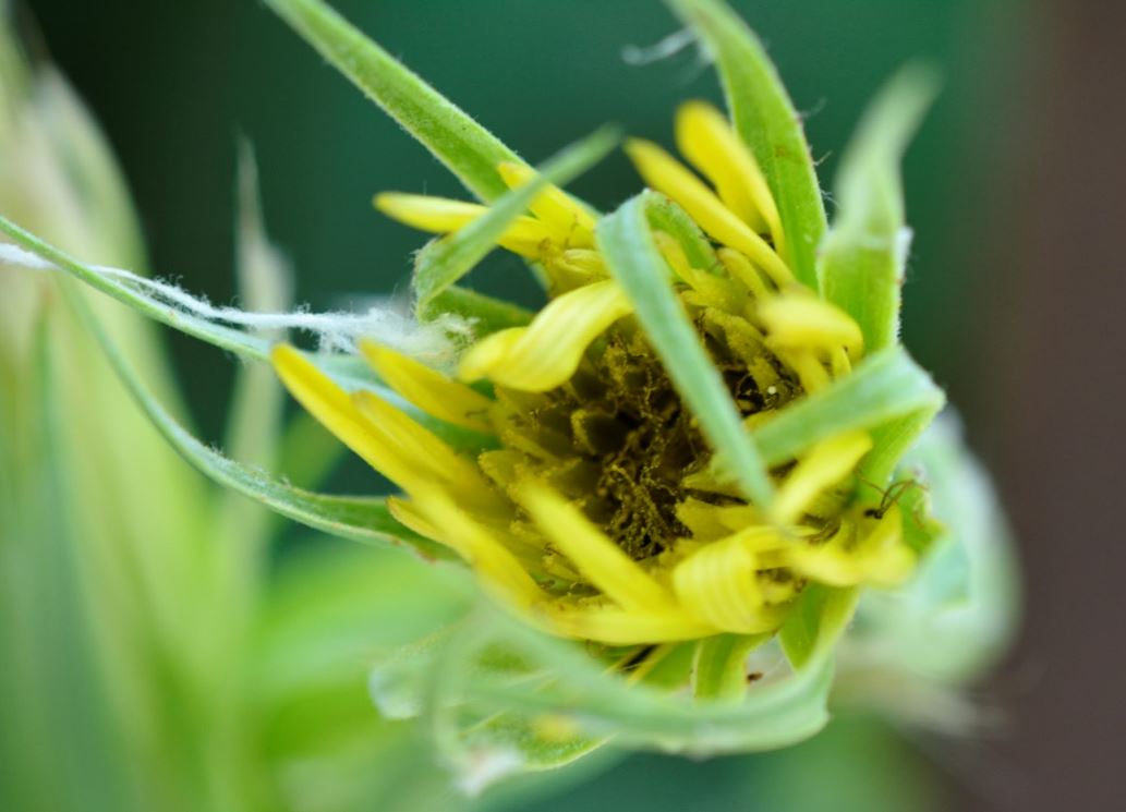 Annexe Tragopogon 2.JPG