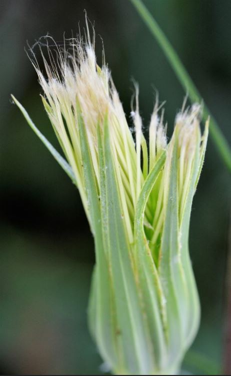 Annexe Tragopogon 3.JPG