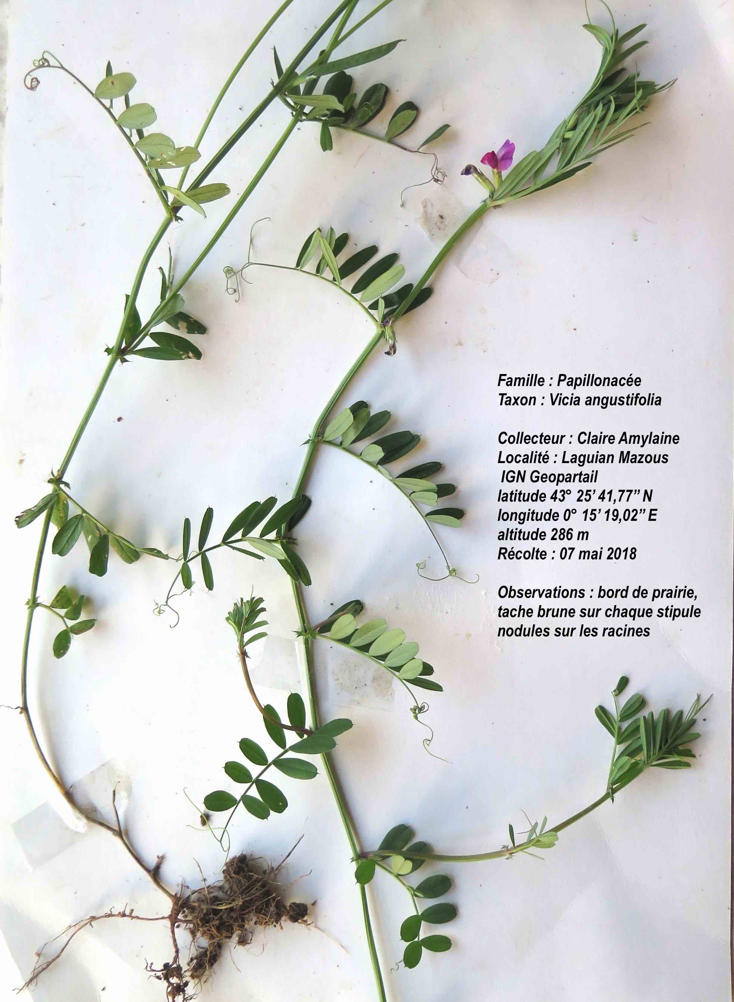 Annexe Vicia angustifolia.jpg