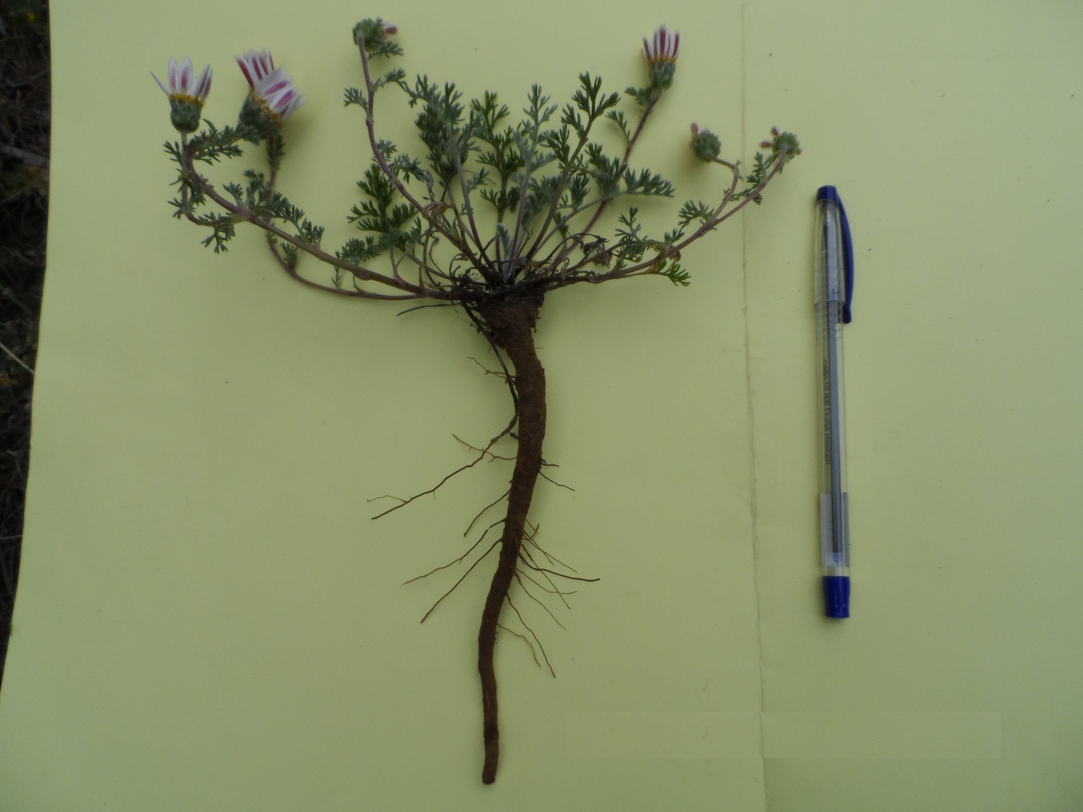 Annexe Anacyclus pyrethrum.jpg