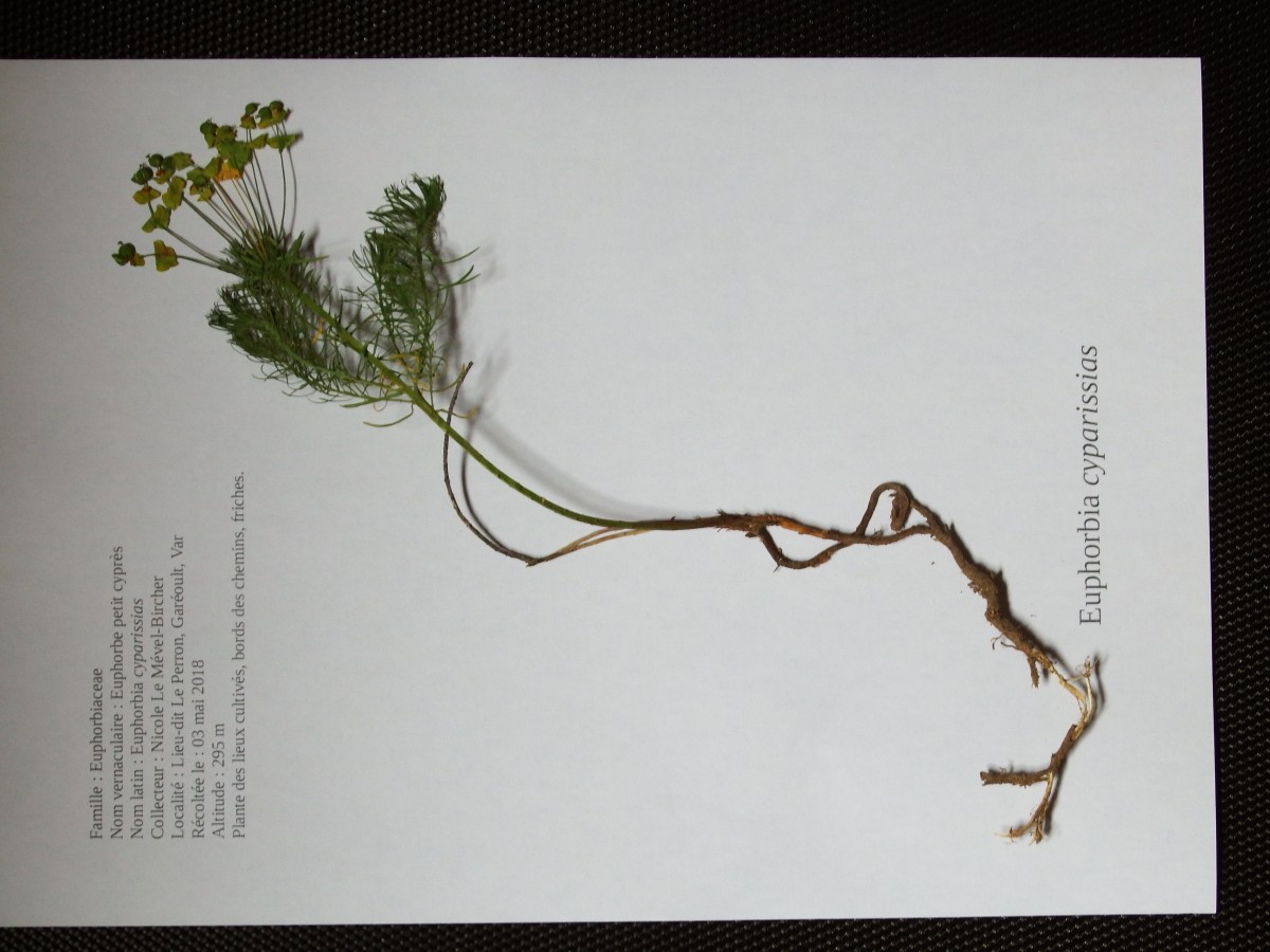Annexe Euphorbe herbier.JPG