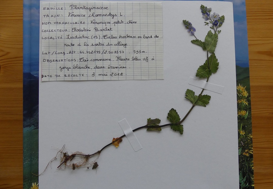 Annexe Veronica chamaedrys r.JPG
