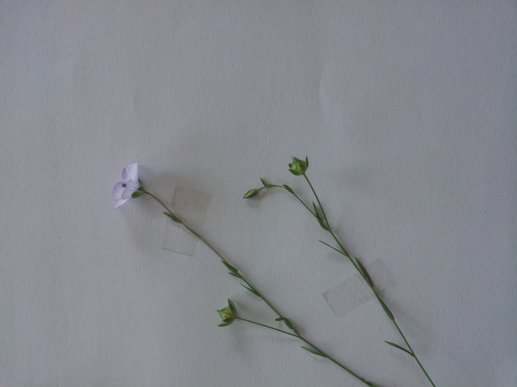 Annexe linum angustifolium fleur.jpg