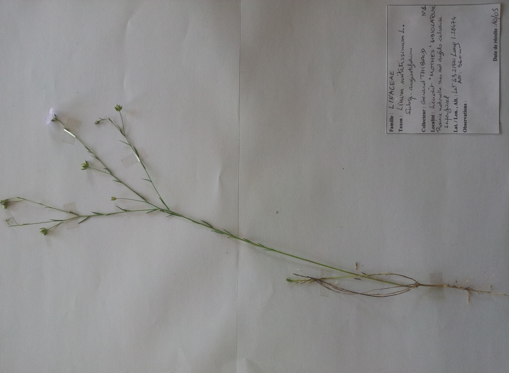 Annexe linum usitatissimum- _angustifolium.jpg