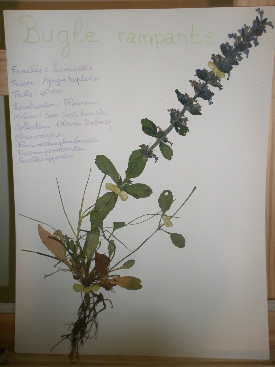 Annexe bugle rampante.JPG