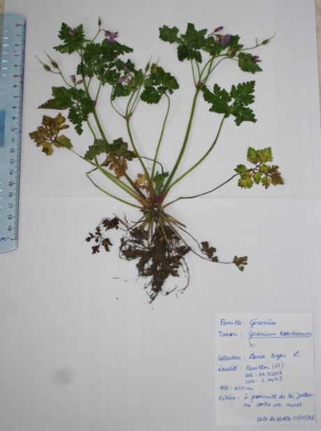 Annexe planche dherbier.JPG