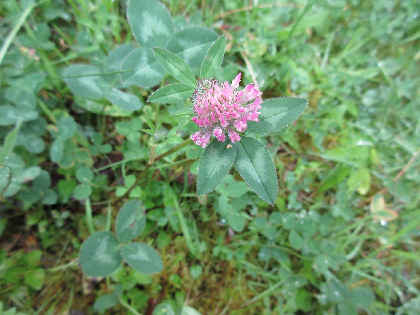 Annexe IMG_0557OPT.jpg