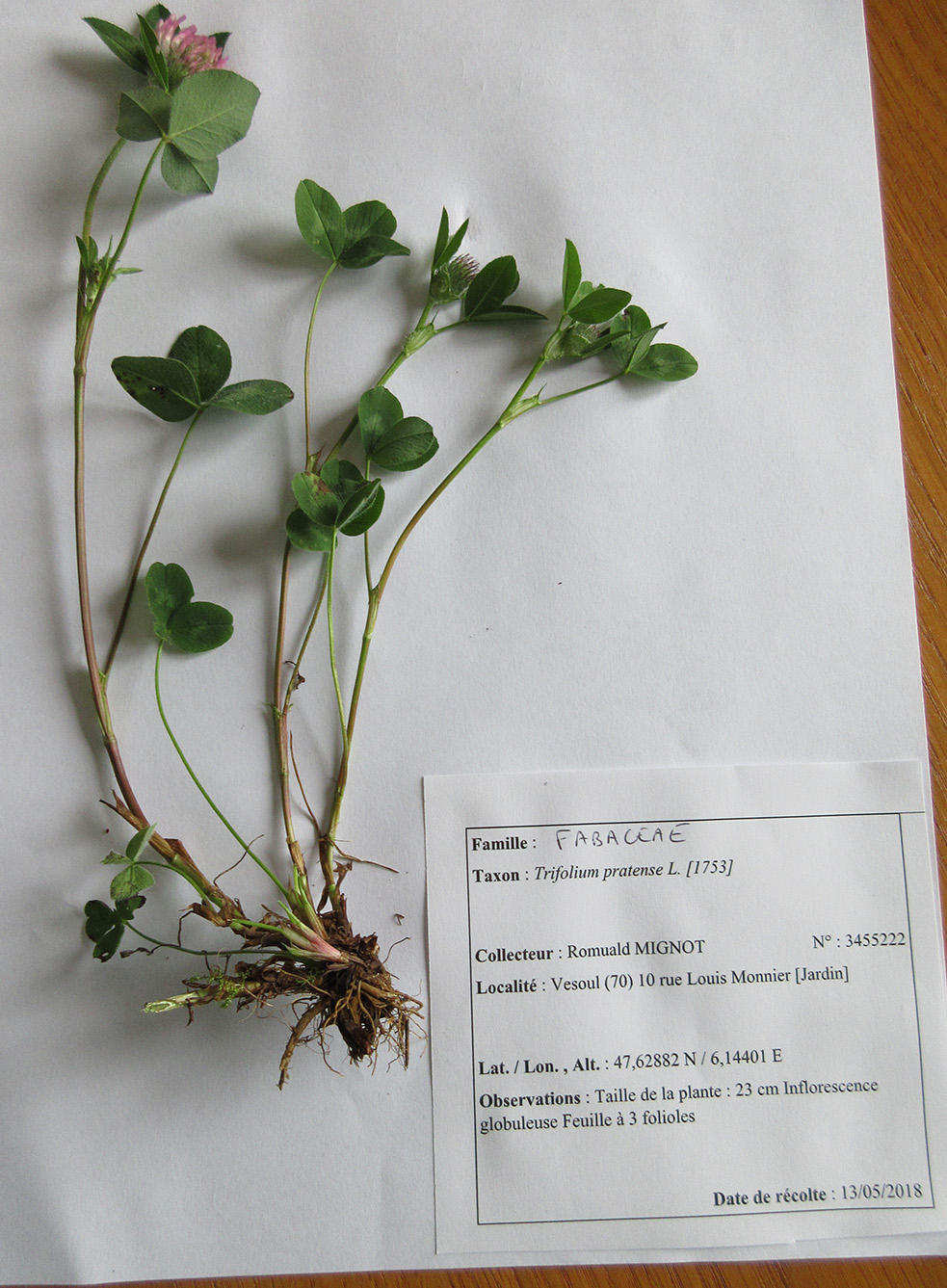 Annexe IMG_0560OPT.jpg