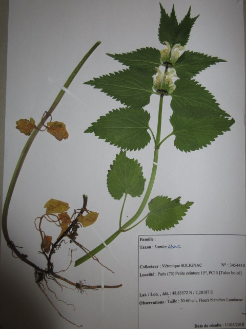 Annexe Lamier blanc (Canon).JPG