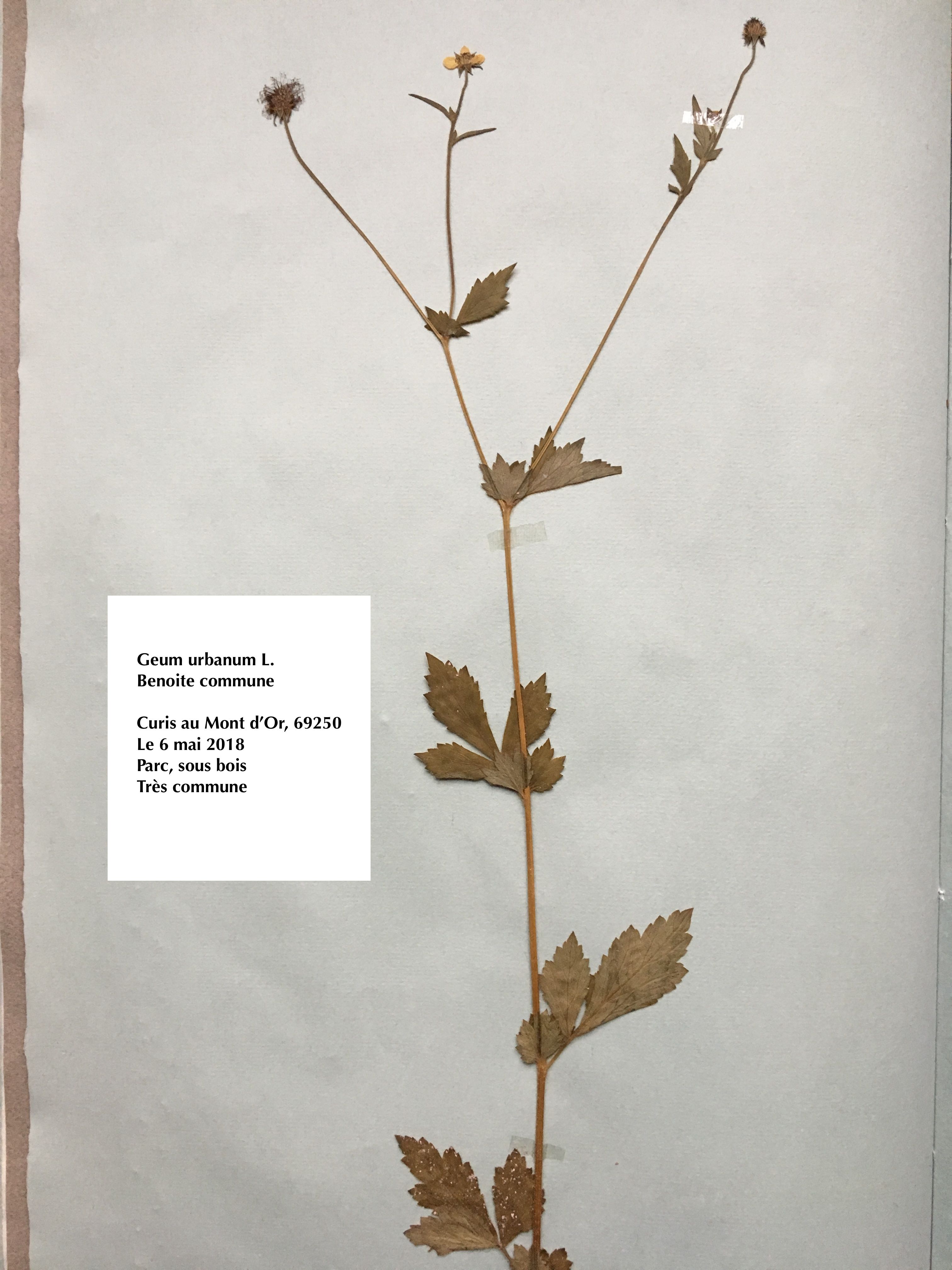 Annexe benoite commune.jpg