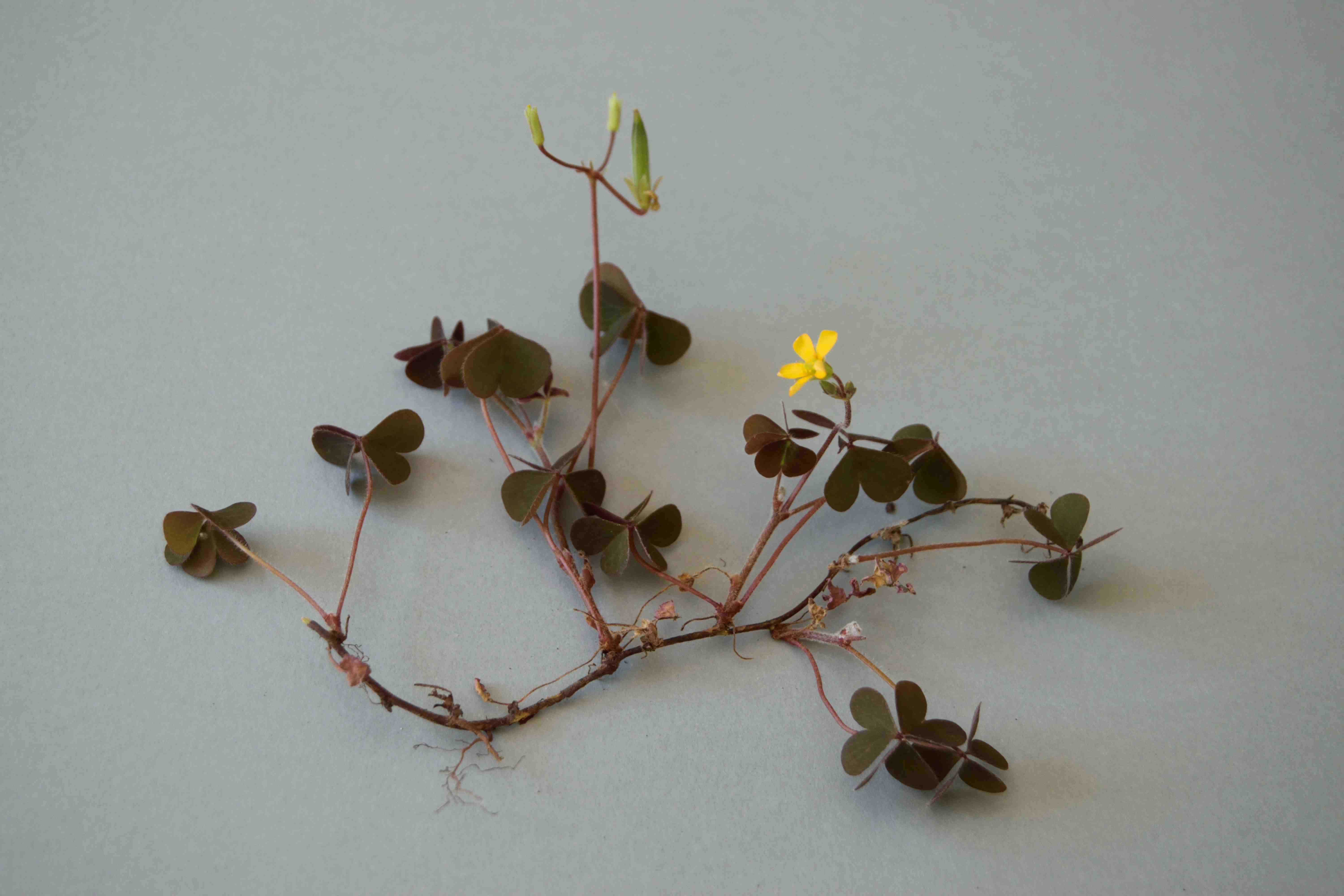 Annexe DSC_0035_01 (FILEminimizer).JPG