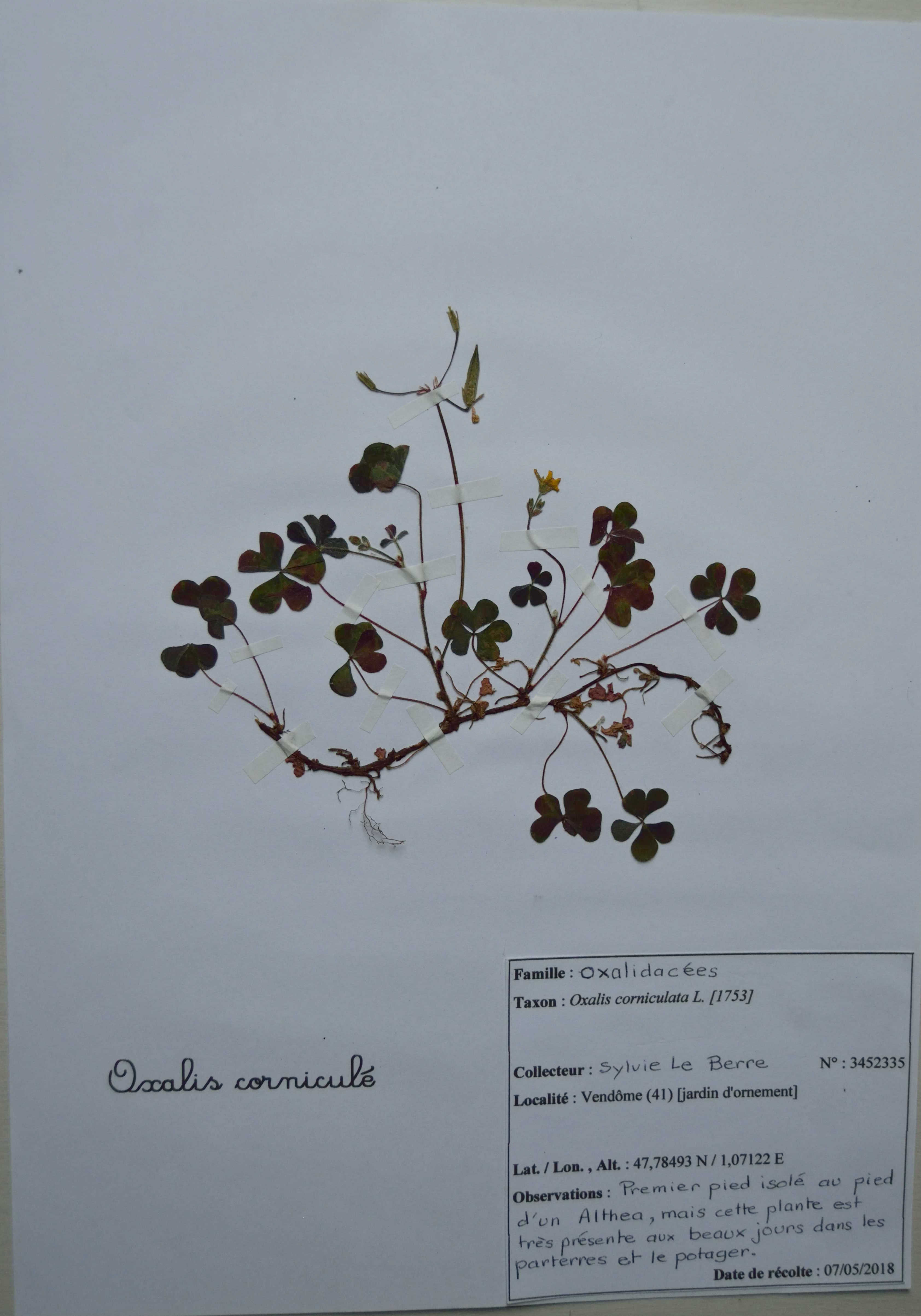 Annexe Oxalis corniculé (FILEminimizer).jpg