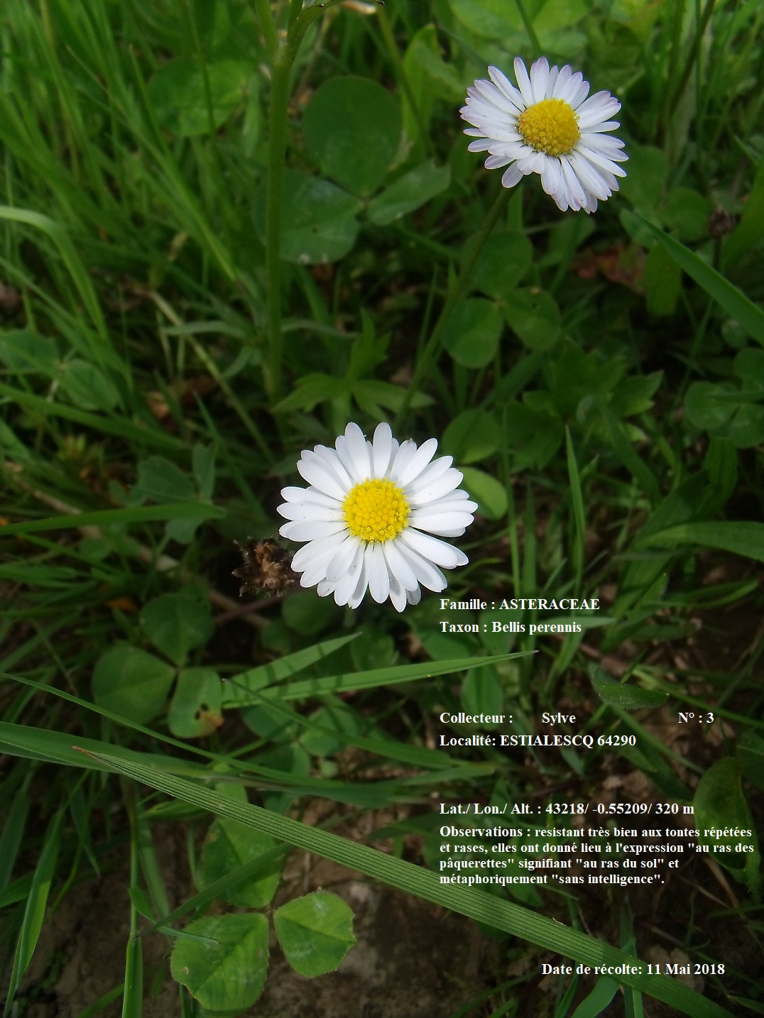 Annexe Bellis perennis.jpg