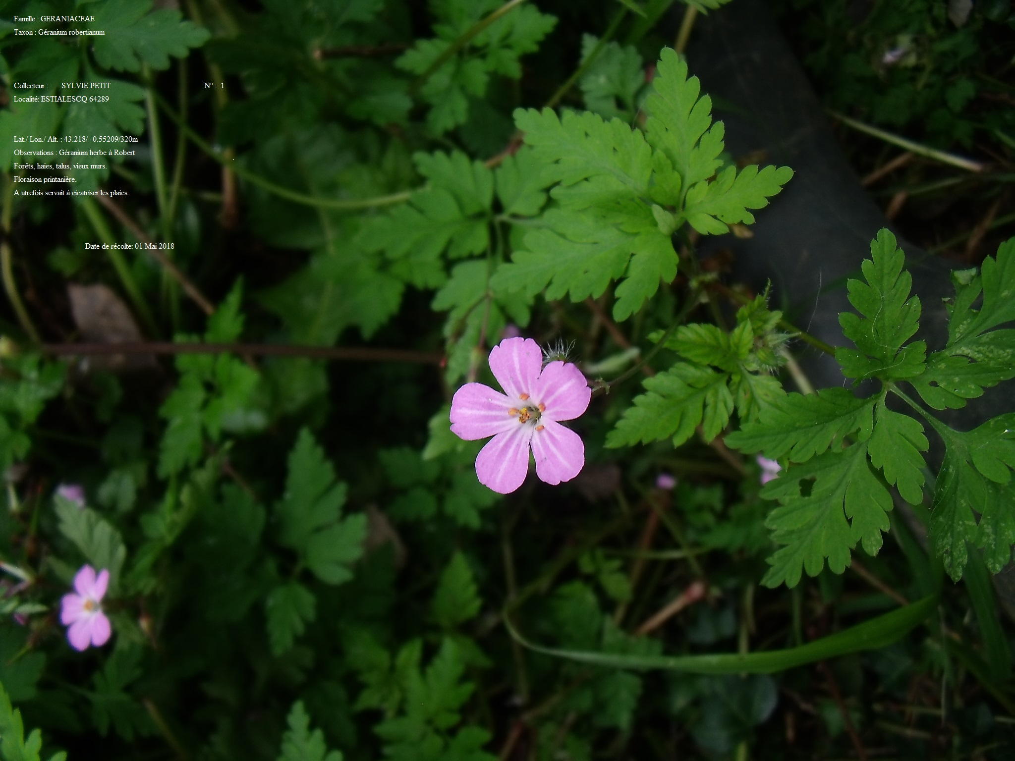 Annexe Géranium robertanium.jpg