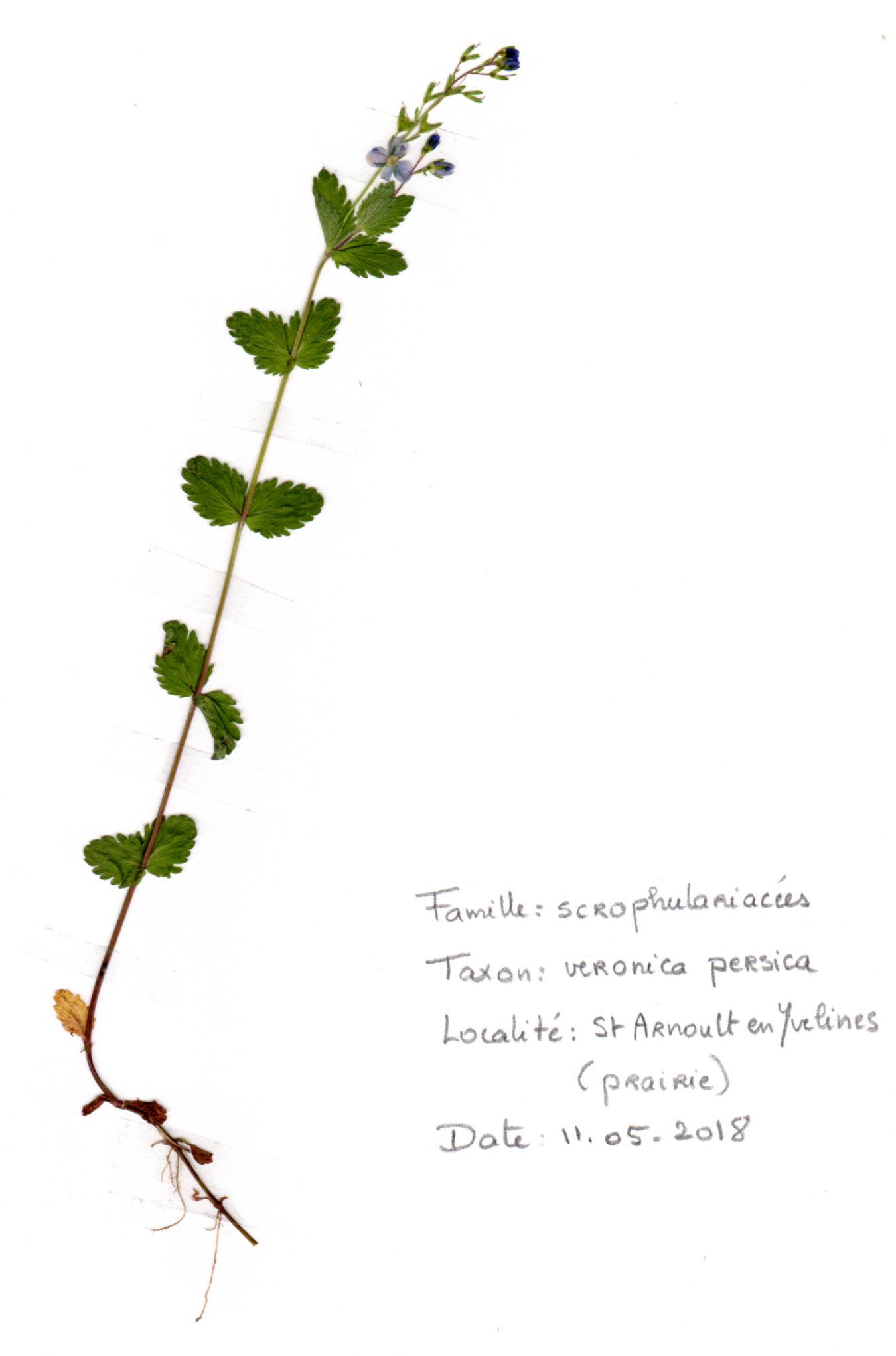 Annexe Veronicapersica.jpg