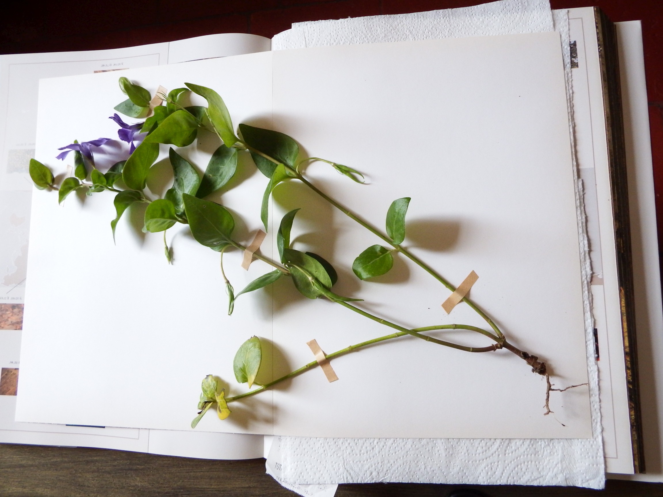 Annexe Pervenche herbier.jpg