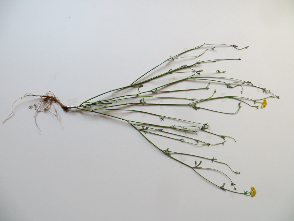 Annexe Coronilla juncea.JPG