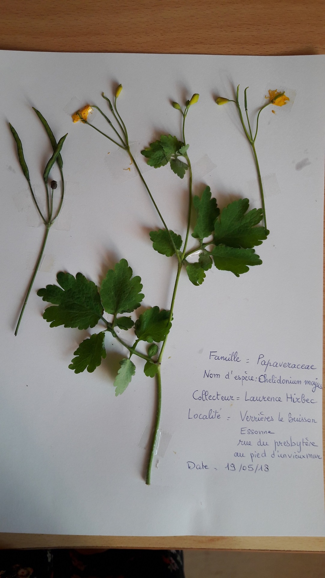 Annexe herbier_chelidonium majus.jpg