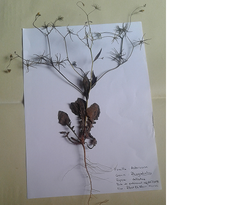 Annexe Rhagadiolus stellatus (L.) Gaertn..png