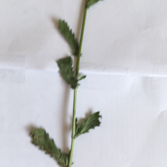 Annexe Feuille Marguerite.jpg