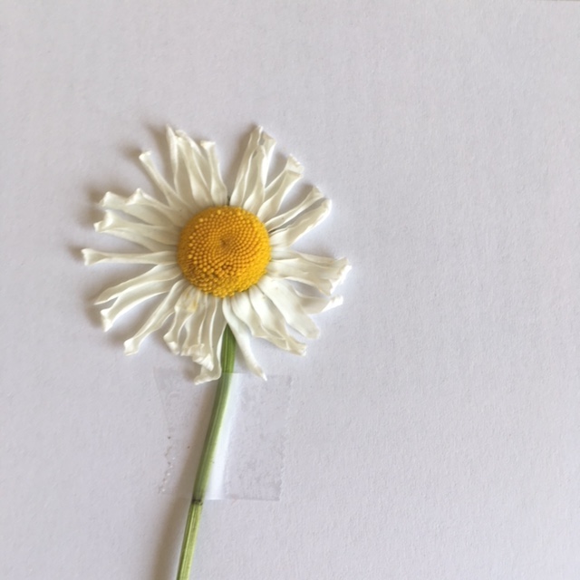 Annexe Fleur Marguerite.jpg