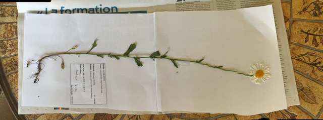 Annexe Vue densemble Marguerite.jpg